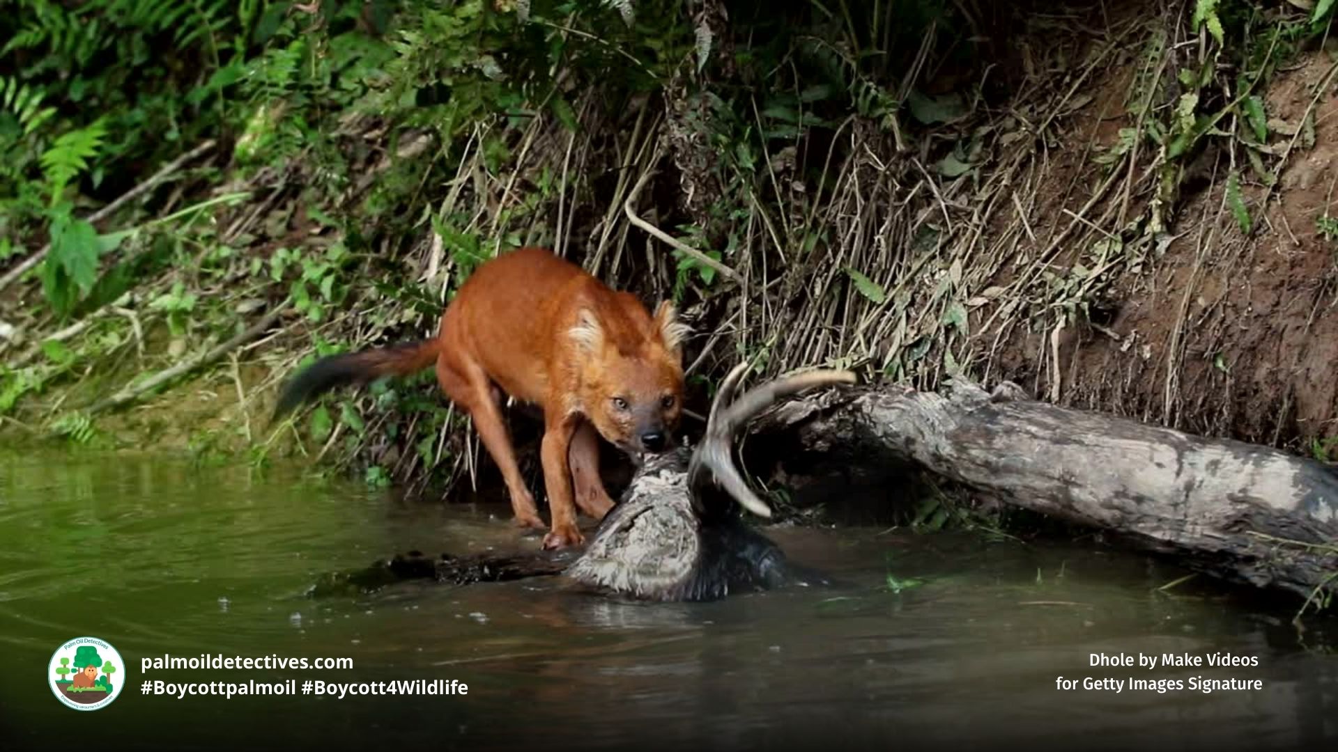 Dhole by Make Videos  for Getty Images Signature