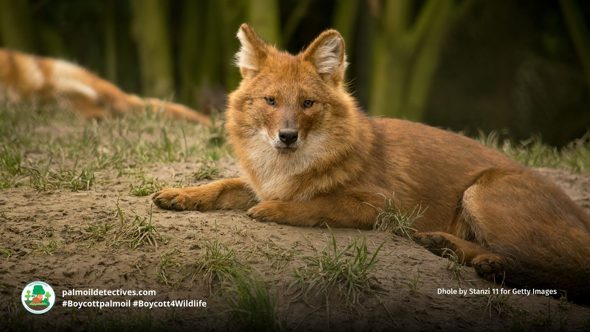 Dhole Canis Cuon alpinus - #Boycott4Wildlife 