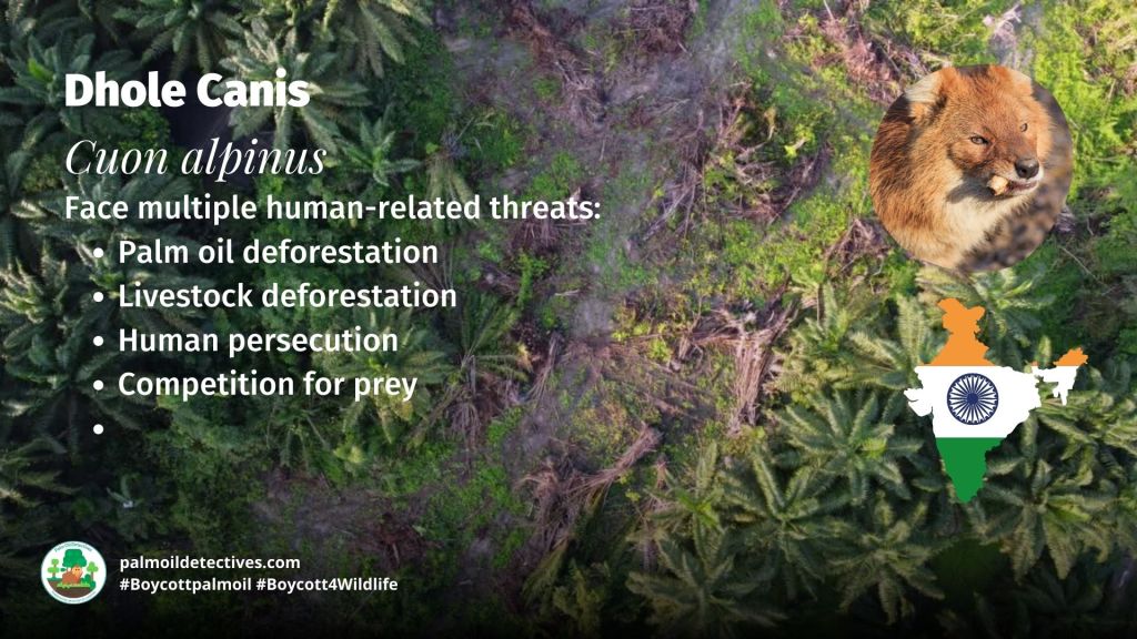 Dhole Canis Cuon alpinus - #Boycott4Wildlife