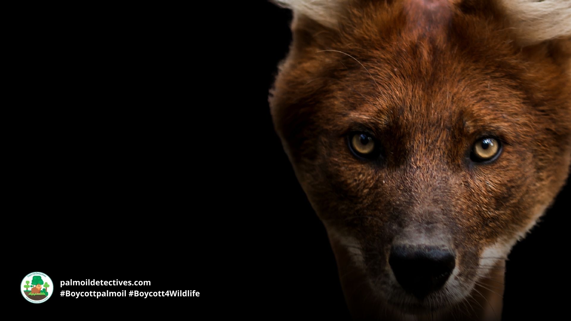 Dhole Canis Cuon alpinus - #Boycott4Wildlife