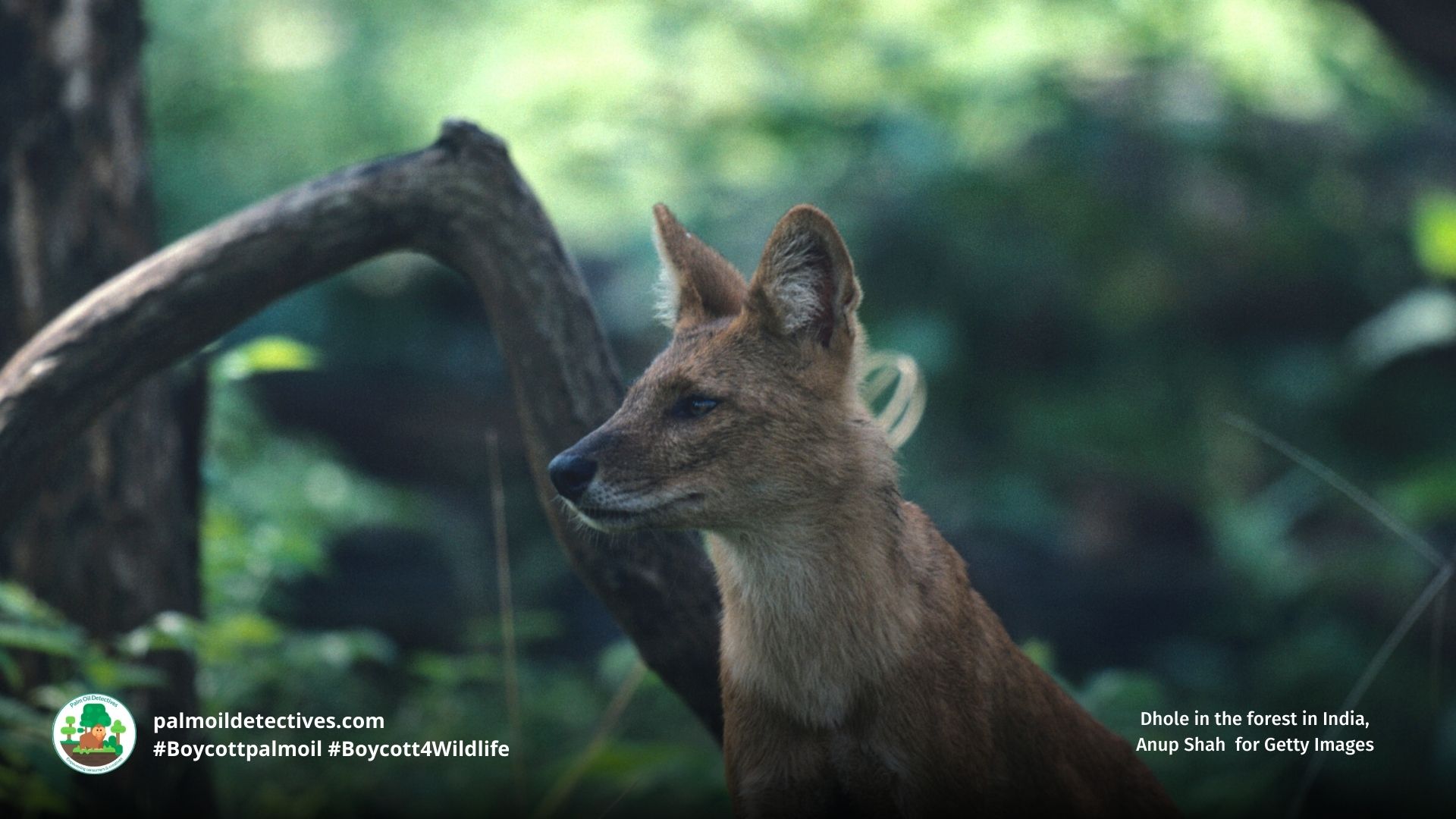 Dhole in the forest in India, Anup Shah for Getty Images