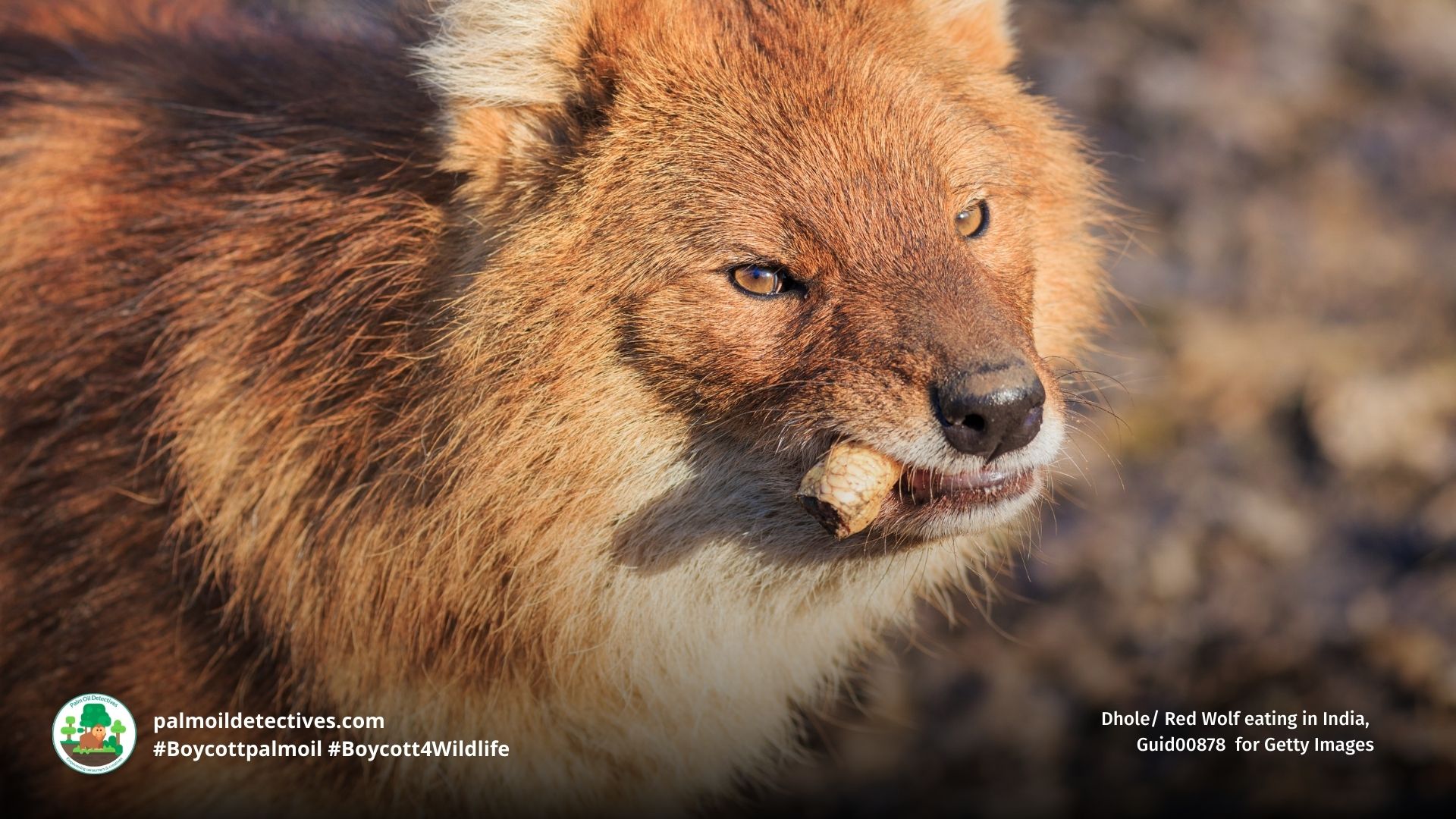 Dhole/ Red Wolf eating in India, Guid00878 for Getty Images