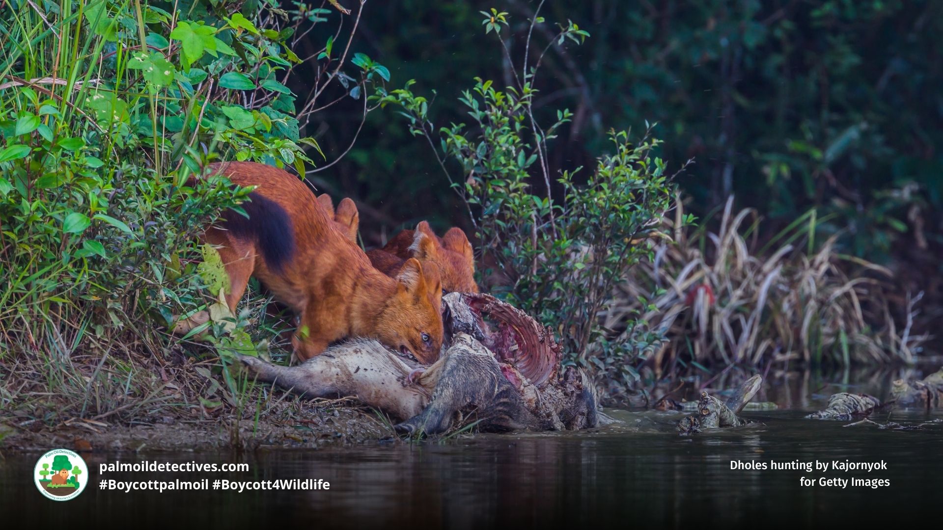 Dholes hunting by Kajornyok for Getty Images