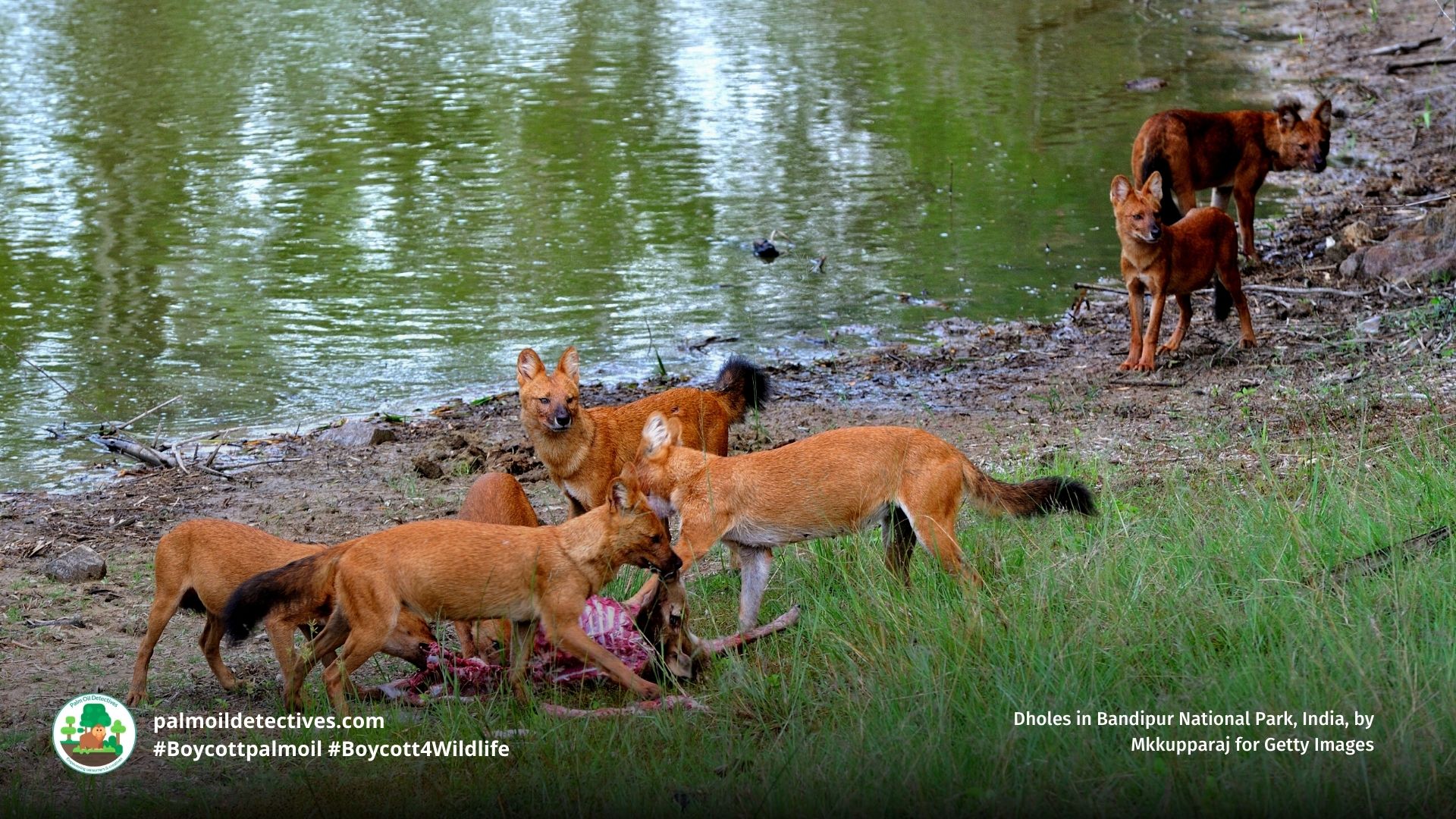 Dholes in Bandipur National Park, India, by Mkkupparaj for Getty Images
