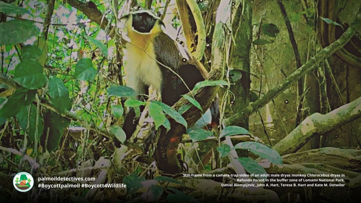 Dryas Monkey Chlorocebus&nbsp;dryas