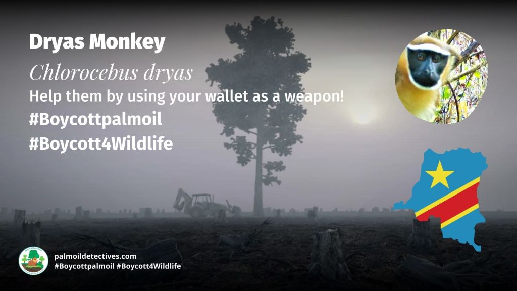 Dryas Monkey Chlorocebus dryas