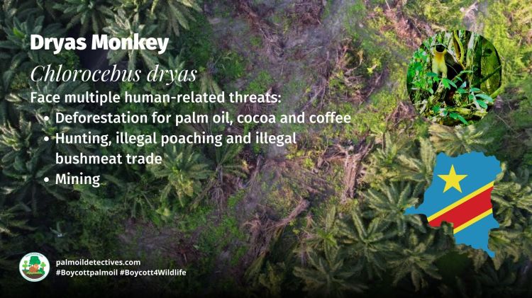 Dryas Monkey Chlorocebus dryas - Threats