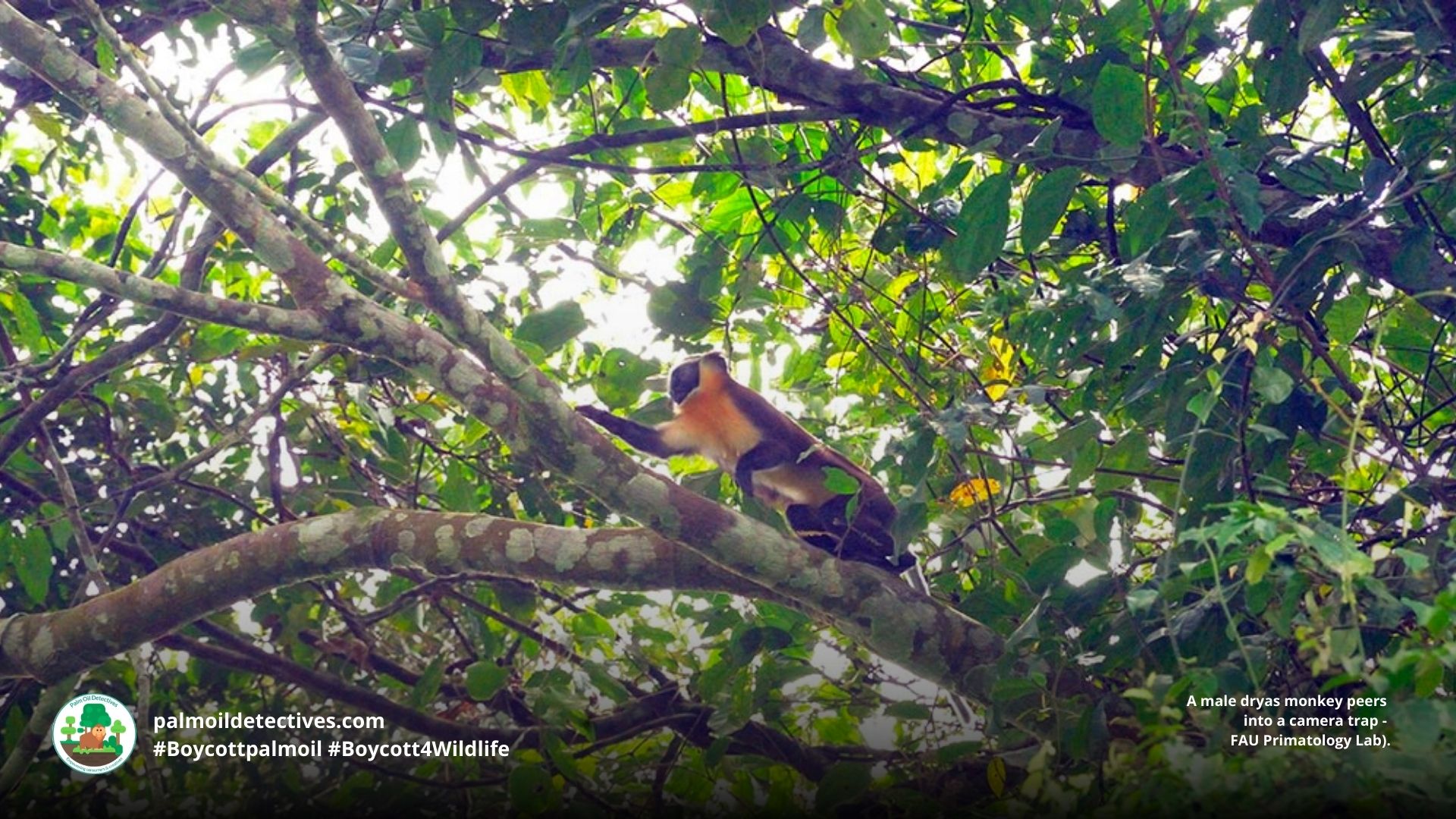 Dryas Monkey Chlorocebus dryas