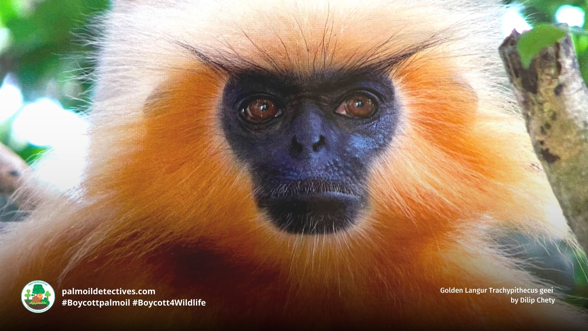 Golden Langur Trachypithecus geei