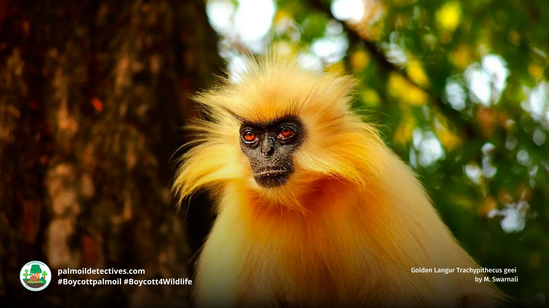 Golden Langur Trachypithecus geei