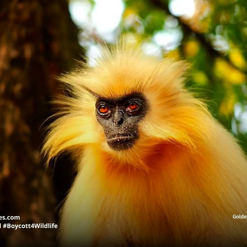 Golden Langur Trachypithecus&nbsp;geei