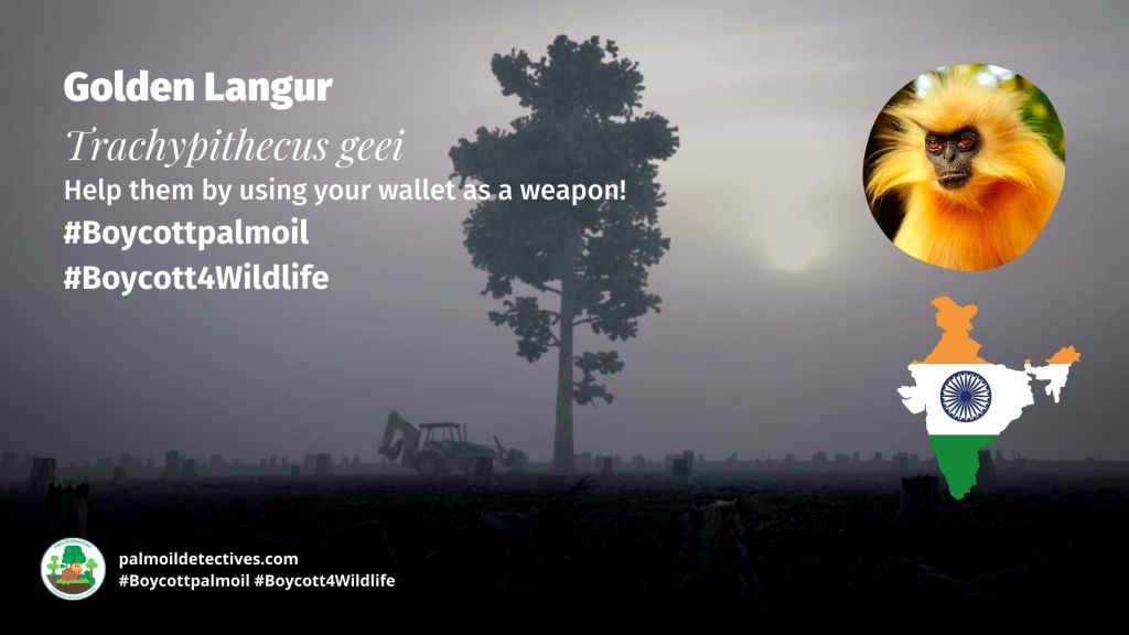 Golden Langur Trachypithecus geei