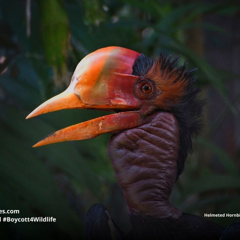 Helmeted Hornbill Rhinoplax&nbsp;vigil