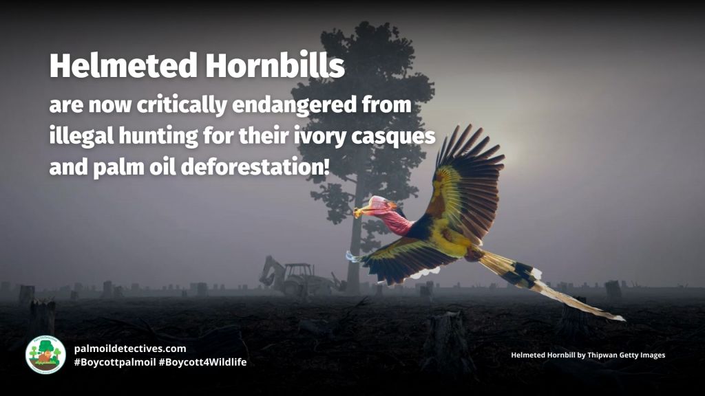 Helmeted Hornbill Rhinoplax vigil - Asia - Threats