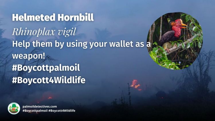 Helmeted Hornbill Rhinoplax vigil - Asia - Boycott4Wildlife