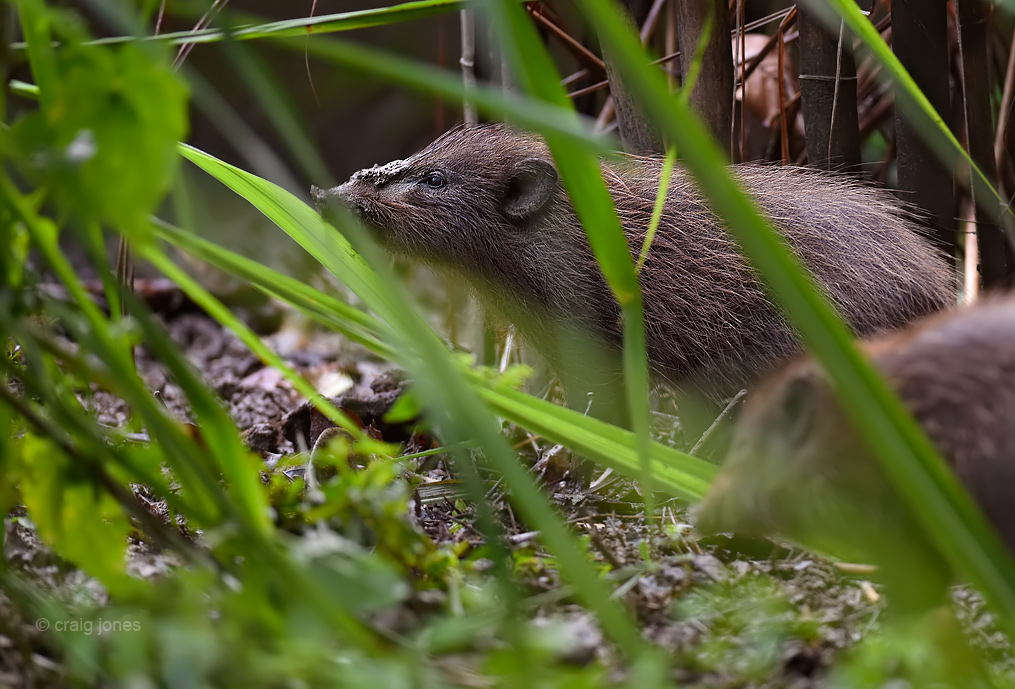 Pygmy Hog Porcula salvania by Craig Jones Wildlife Photography