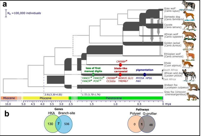 Chavez, D.E., Gronau, I., Hains, T. et al. Comparative genomics provides new insights into the remarkable adaptations of the African wild dog (Lycaon pictus). Sci Rep 9, 8329 (2019). https://doi.org/10.1038/s41598-019-44772-5