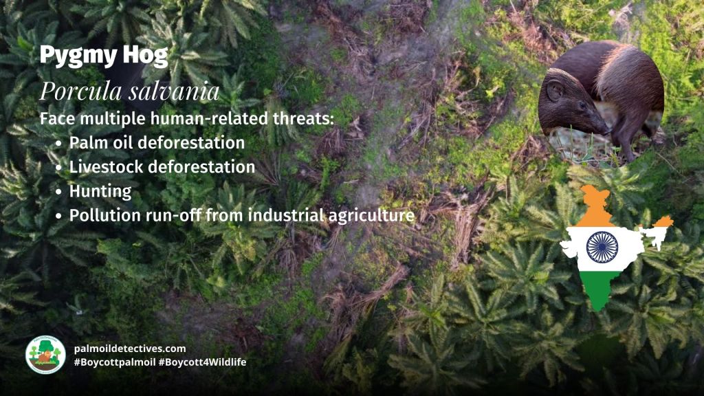 Pygmy Hog Porcula salvania - threats