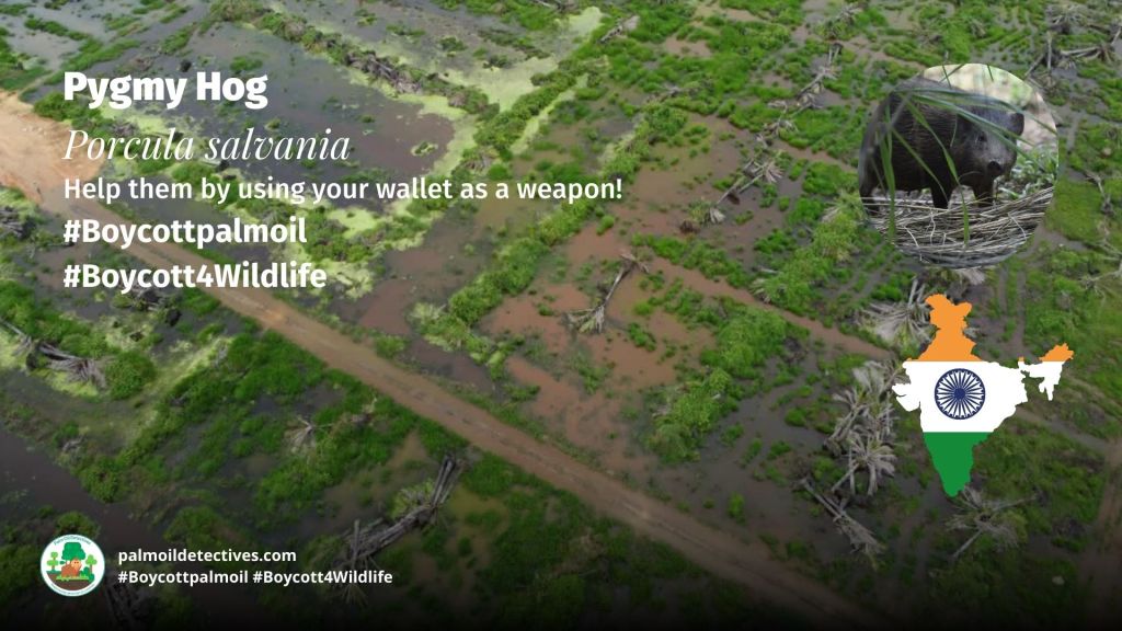Pygmy Hog Porcula salvania - threats #Boycott4Wildlife