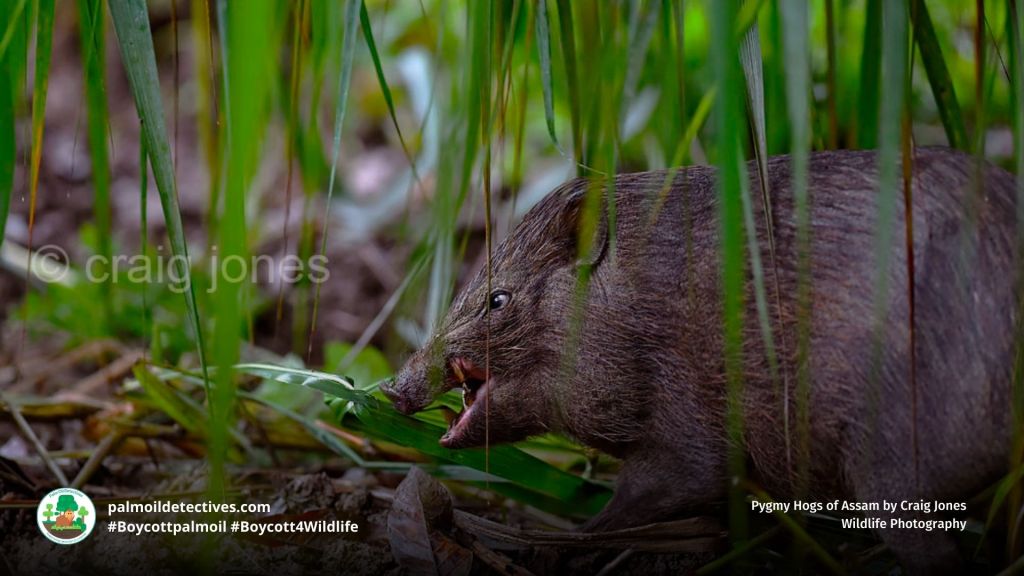 Pygmy Hog Porcula salvania by Craig Jones Wildlife Photography