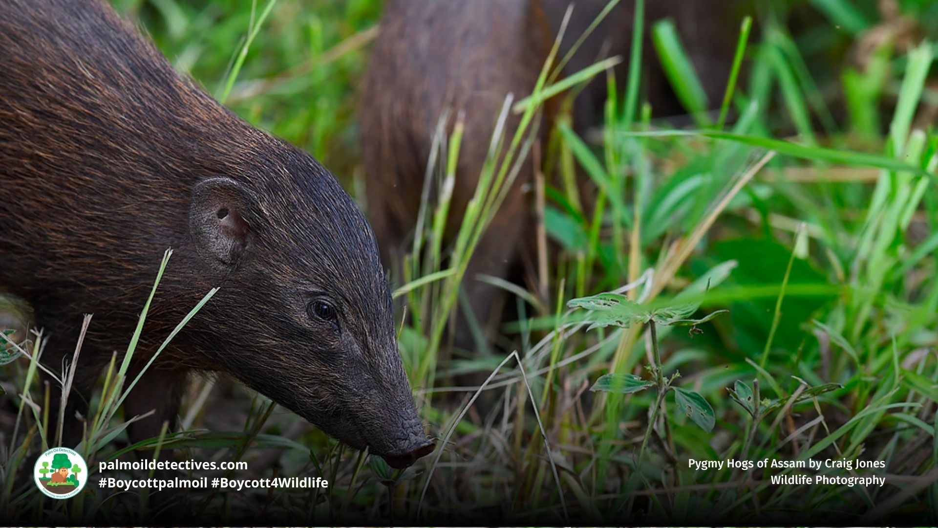 Pygmy Hog Porcula salvania by Craig Jones Wildlife Photography