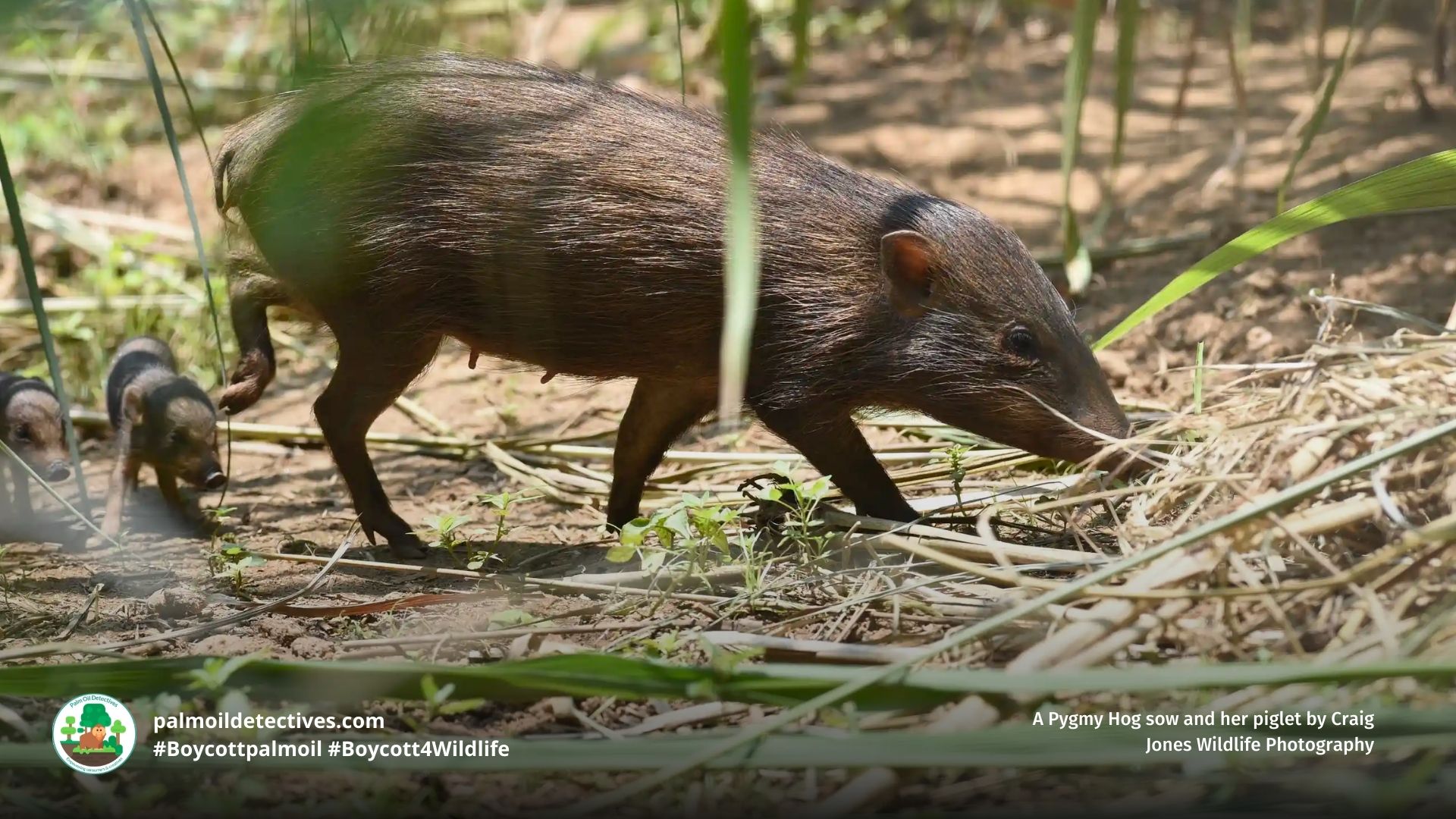 Pygmy Hog Porcula salvania by Craig Jones Wildlife Photography