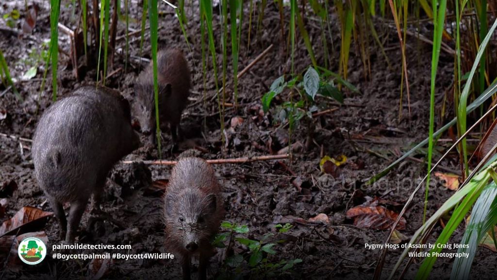 Pygmy Hog Porcula salvania by Craig Jones Wildlife Photography