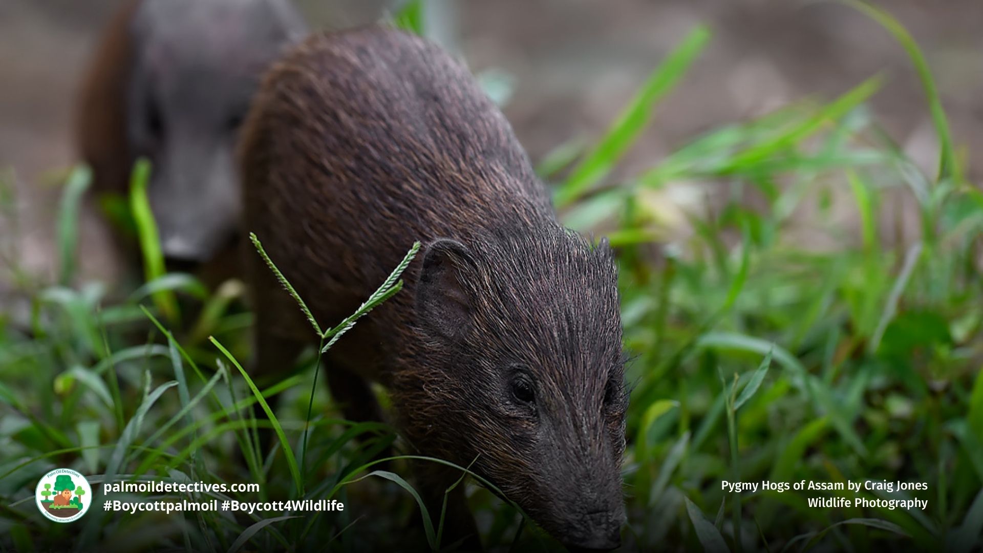 Pygmy Hog Porcula salvania by Craig Jones Wildlife Photography