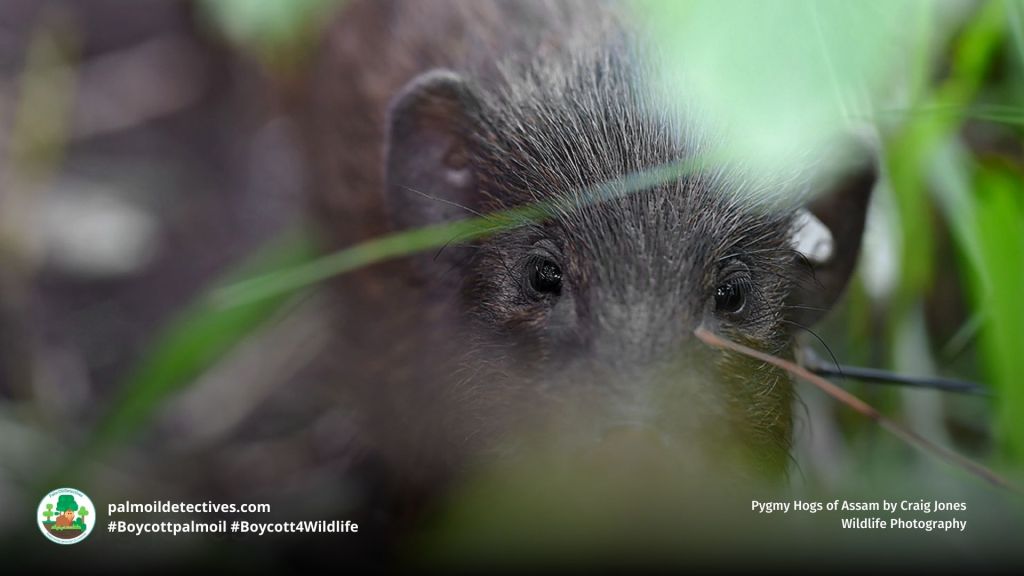 Pygmy Hog Porcula salvania by Craig Jones Wildlife Photography