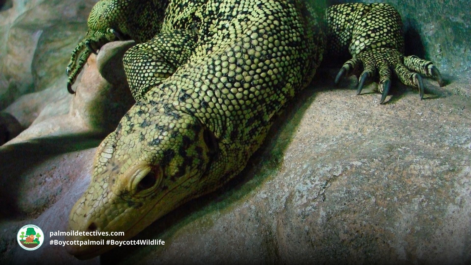 Quince Monitor (Banggai Island Monitor) Varanus melinus