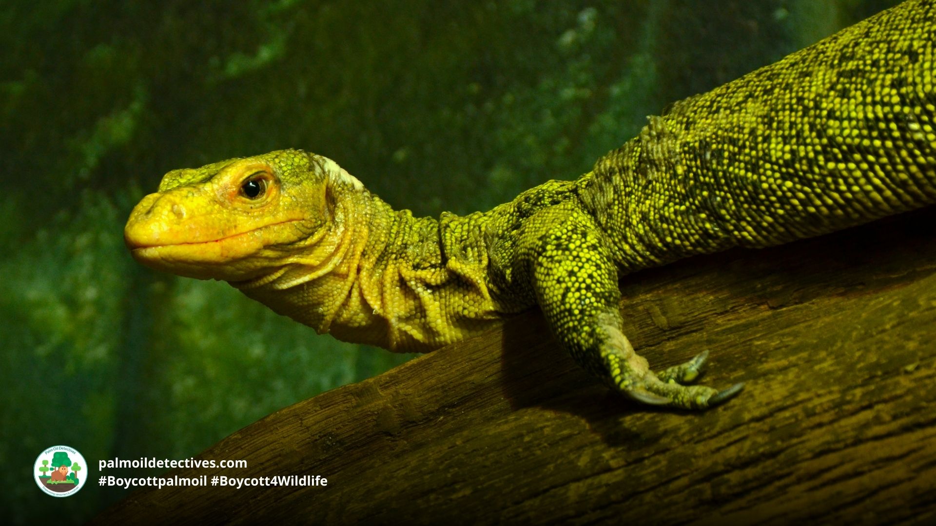 Quince Monitor (Banggai Island Monitor) Varanus melinus