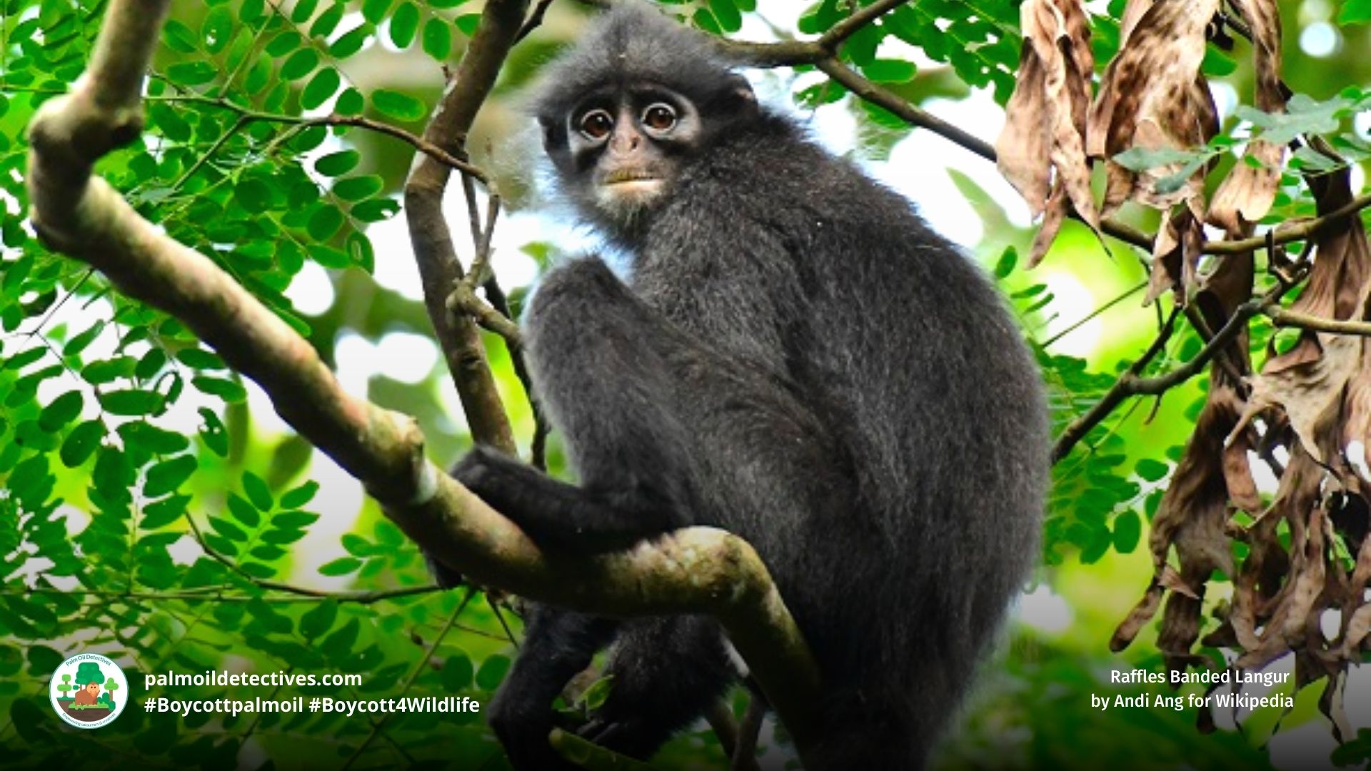 Raffles Banded Langur 
by Andi Ang for Wikipedia