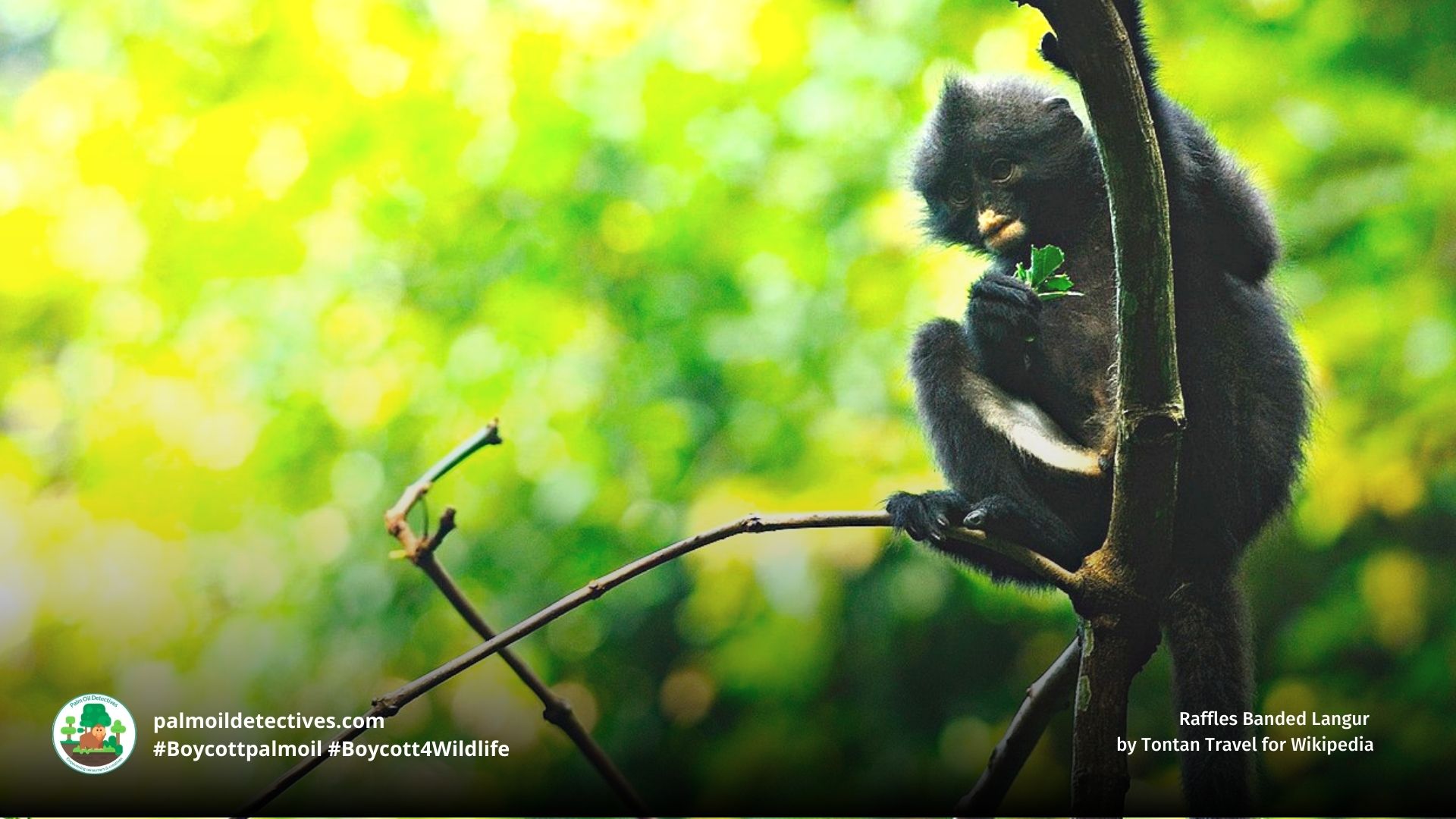 Raffles Banded Langur 
by Tontan Travel for Wikipedia