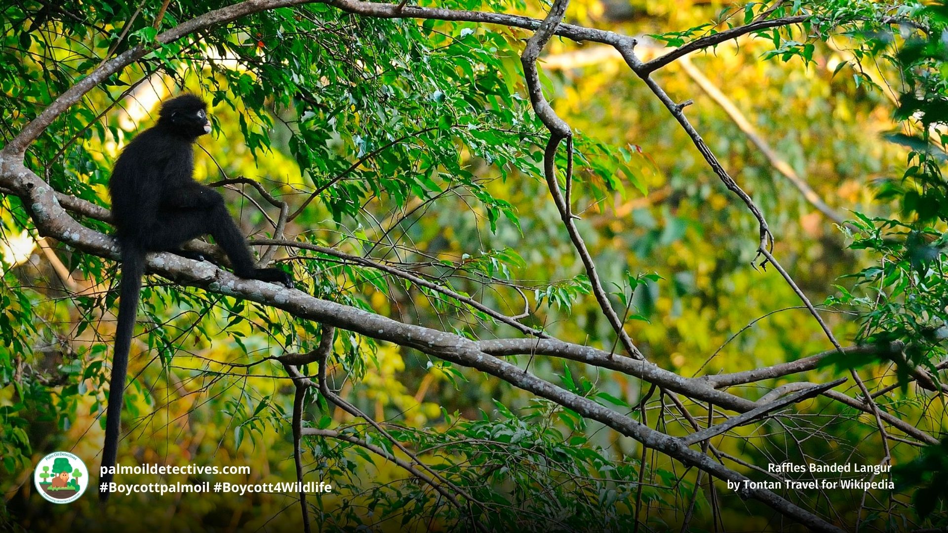 Raffles Banded Langur  by Tontan Travel for Wikipedia