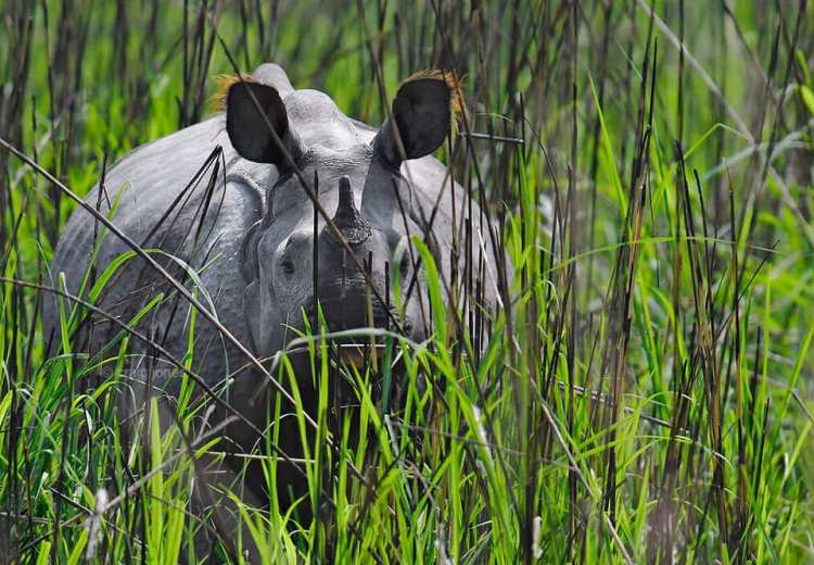 Rhino in Assam India by Craig Jones Wildlife Photography