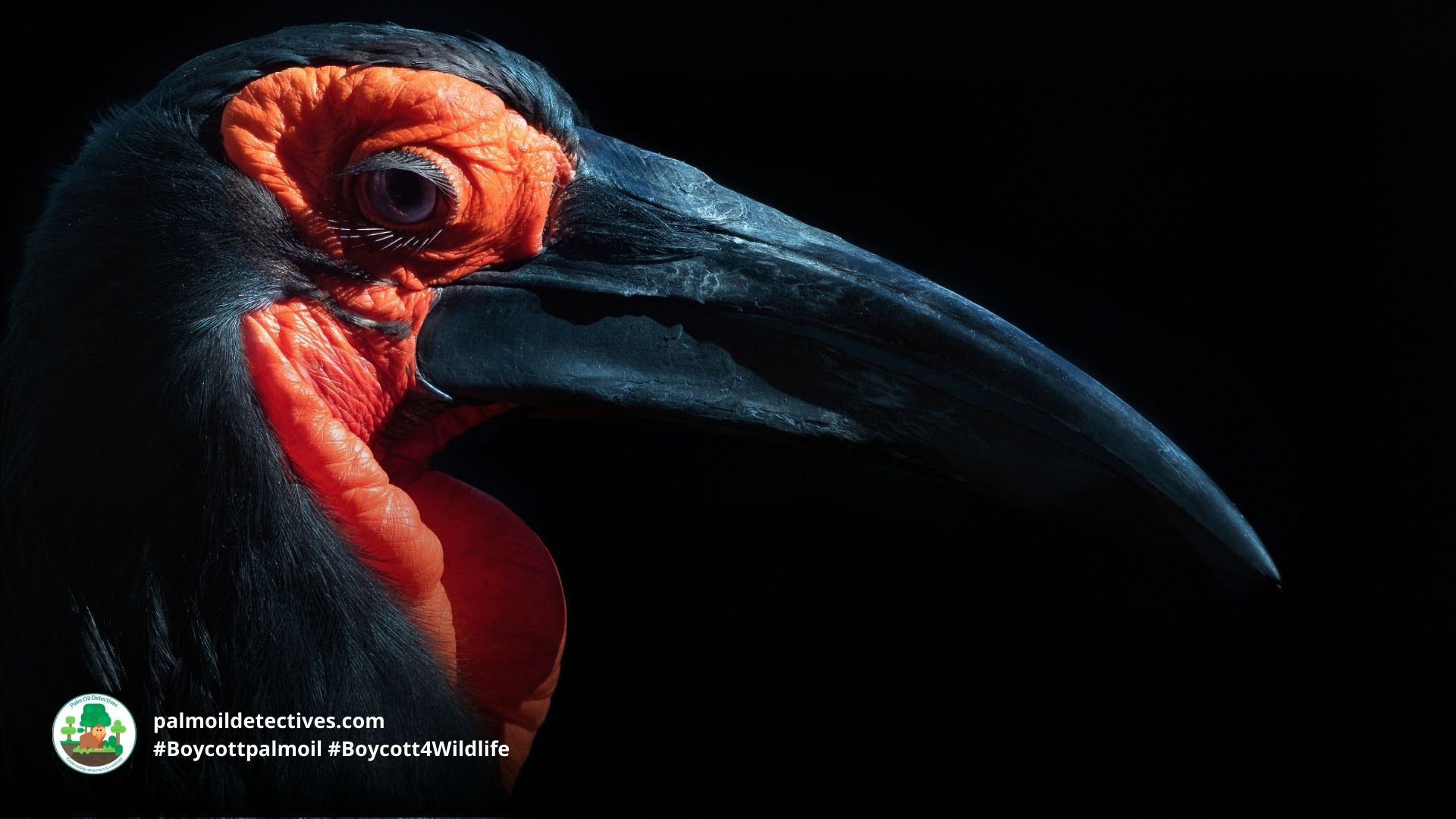 Southern Ground-hornbill Bucorvus leadbeateri