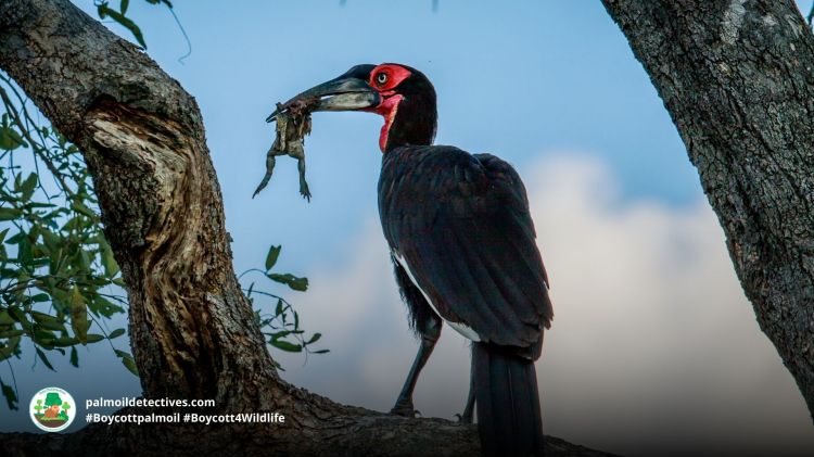 Southern Ground-hornbill Bucorvus leadbeateri
