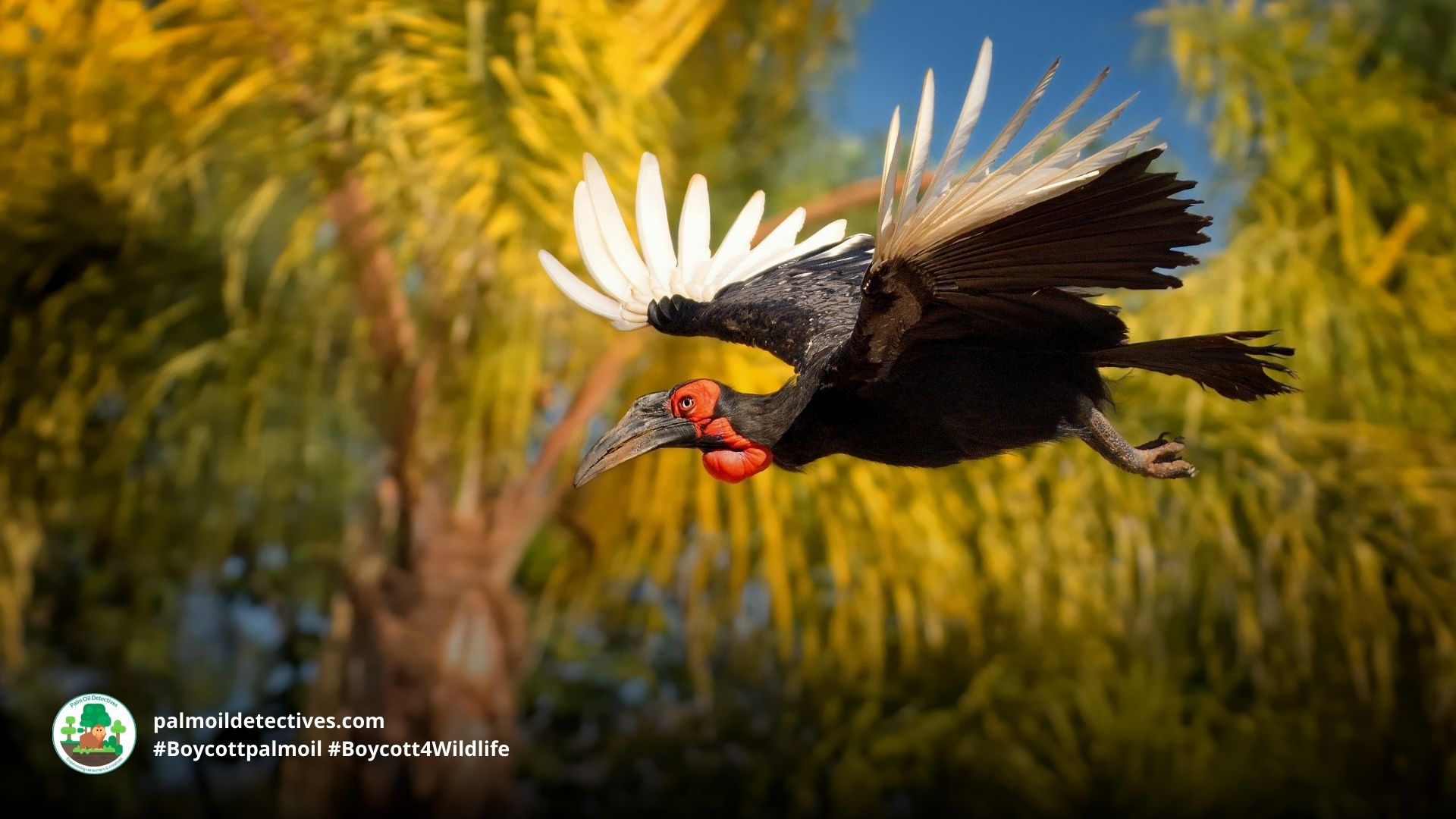 Southern Ground-hornbill Bucorvus leadbeateri