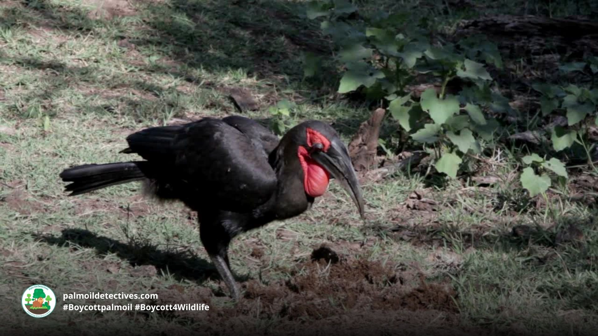 Southern Ground-hornbill Bucorvus leadbeateri