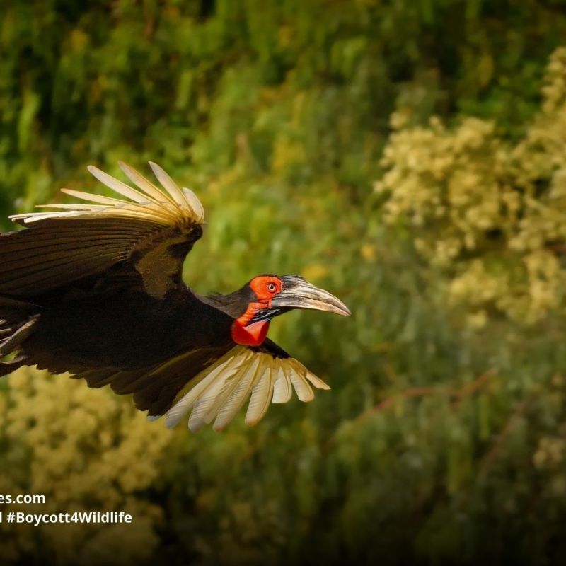 Southern Ground-hornbill Bucorvus&nbsp;leadbeateri