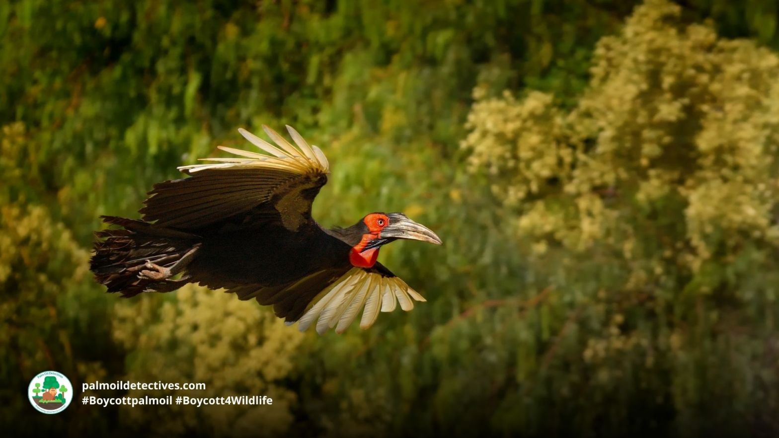 Southern Ground-hornbill Bucorvus leadbeateri