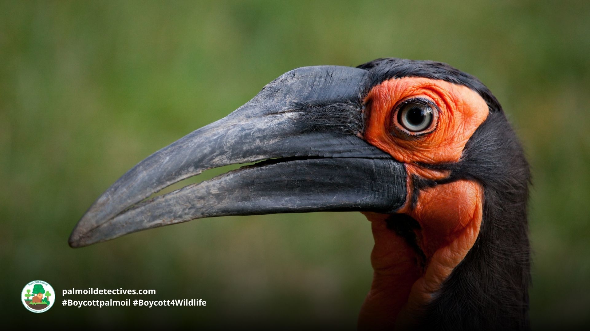 Southern Ground-hornbill Bucorvus leadbeateri