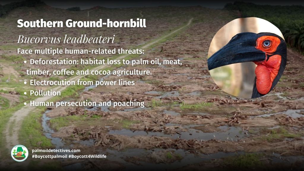 Southern Ground-hornbill Bucorvus leadbeateri