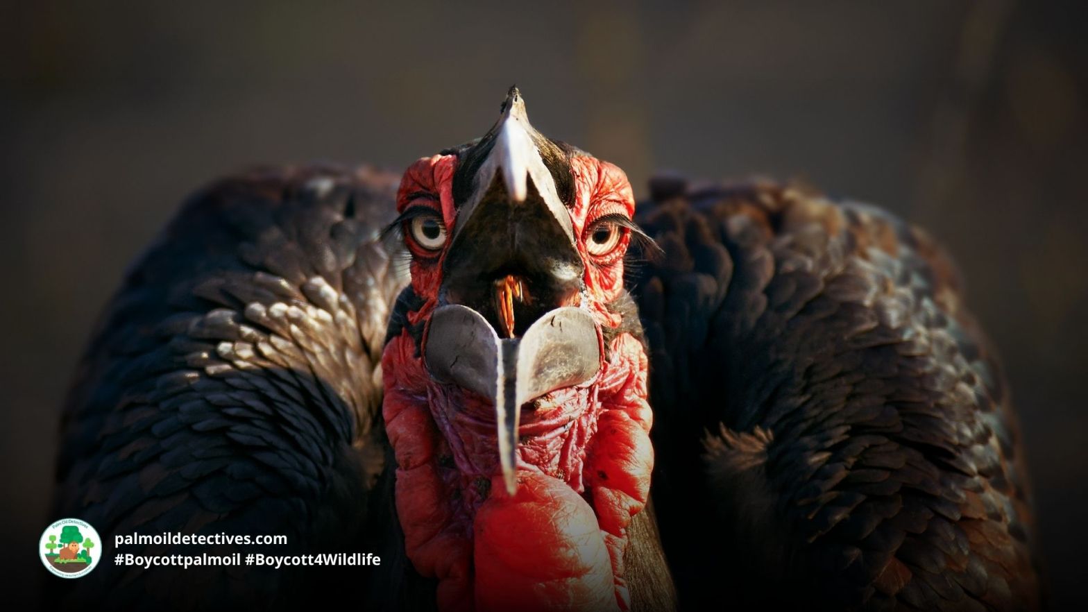 Southern Ground-hornbill Bucorvus leadbeateri