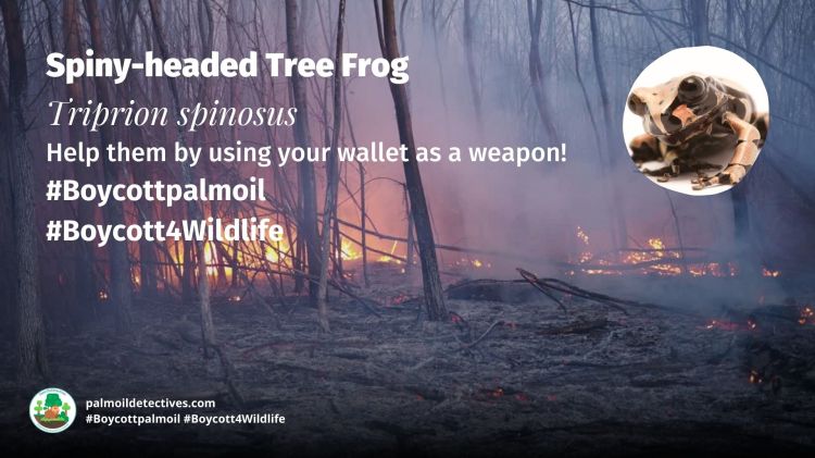 Spiny-headed Tree Frog Triprion spinosus - Threats