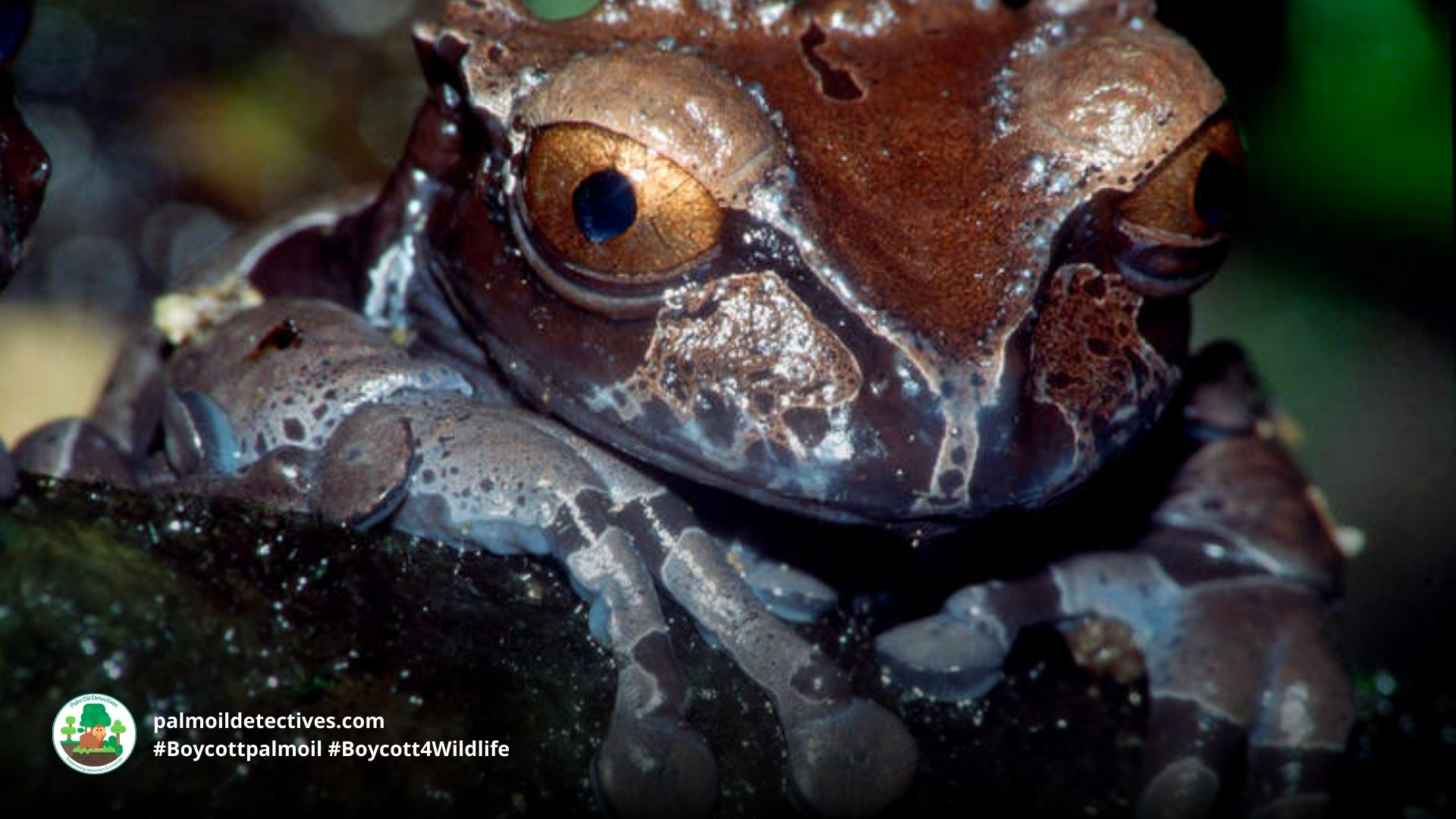 Spiny-headed Tree Frog Triprion spinosus - South America