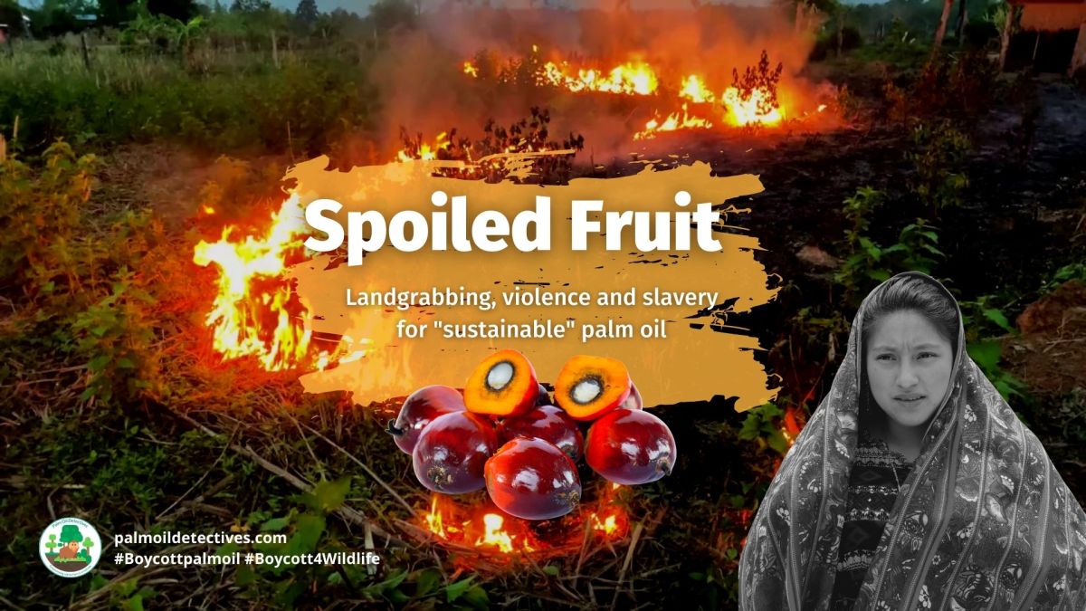 Spoiled Fruit: Land-grabbing, violence and slavery for “sustainable” palm&nbsp;oil