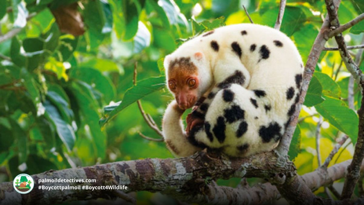 Waigeo Cuscus Spilocuscus papuensis 