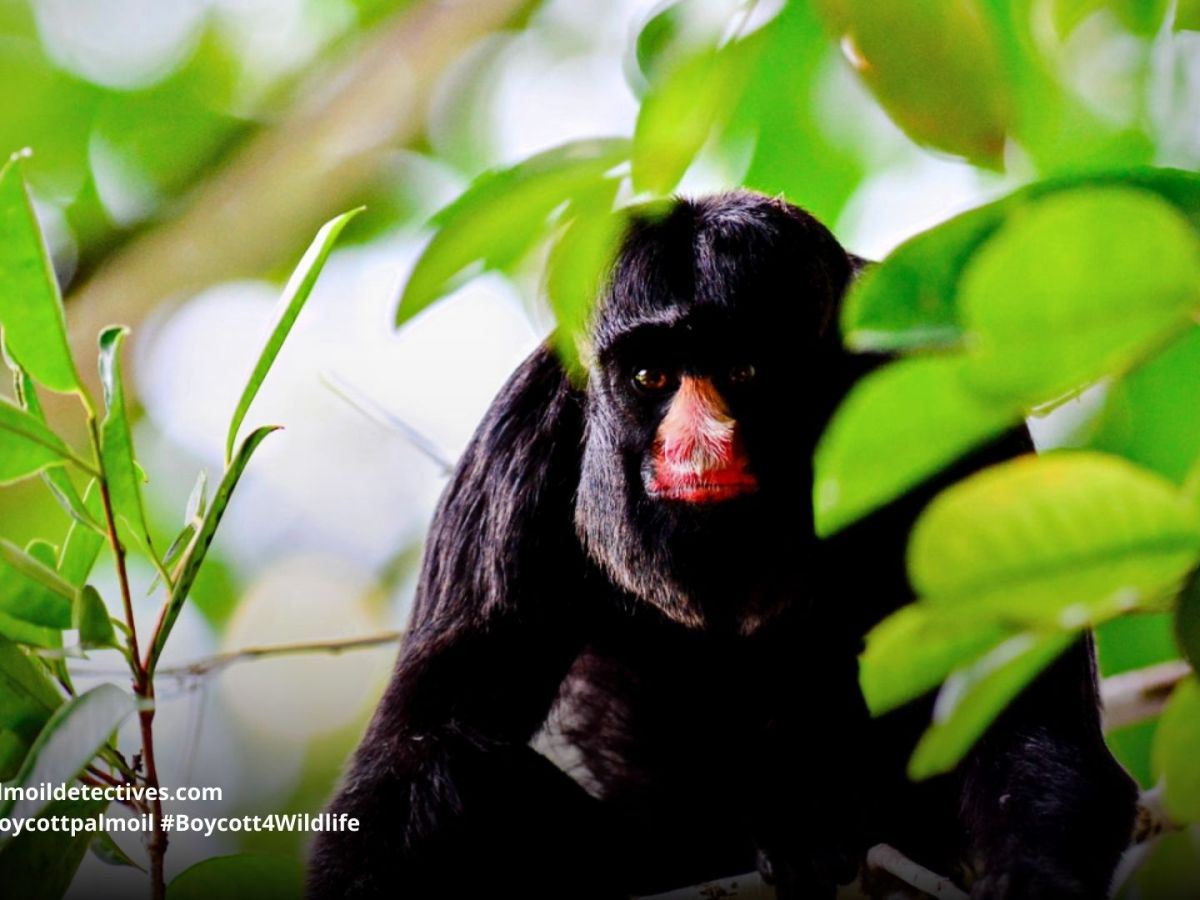 White-Nosed Saki Chiropotes&nbsp;albinasus