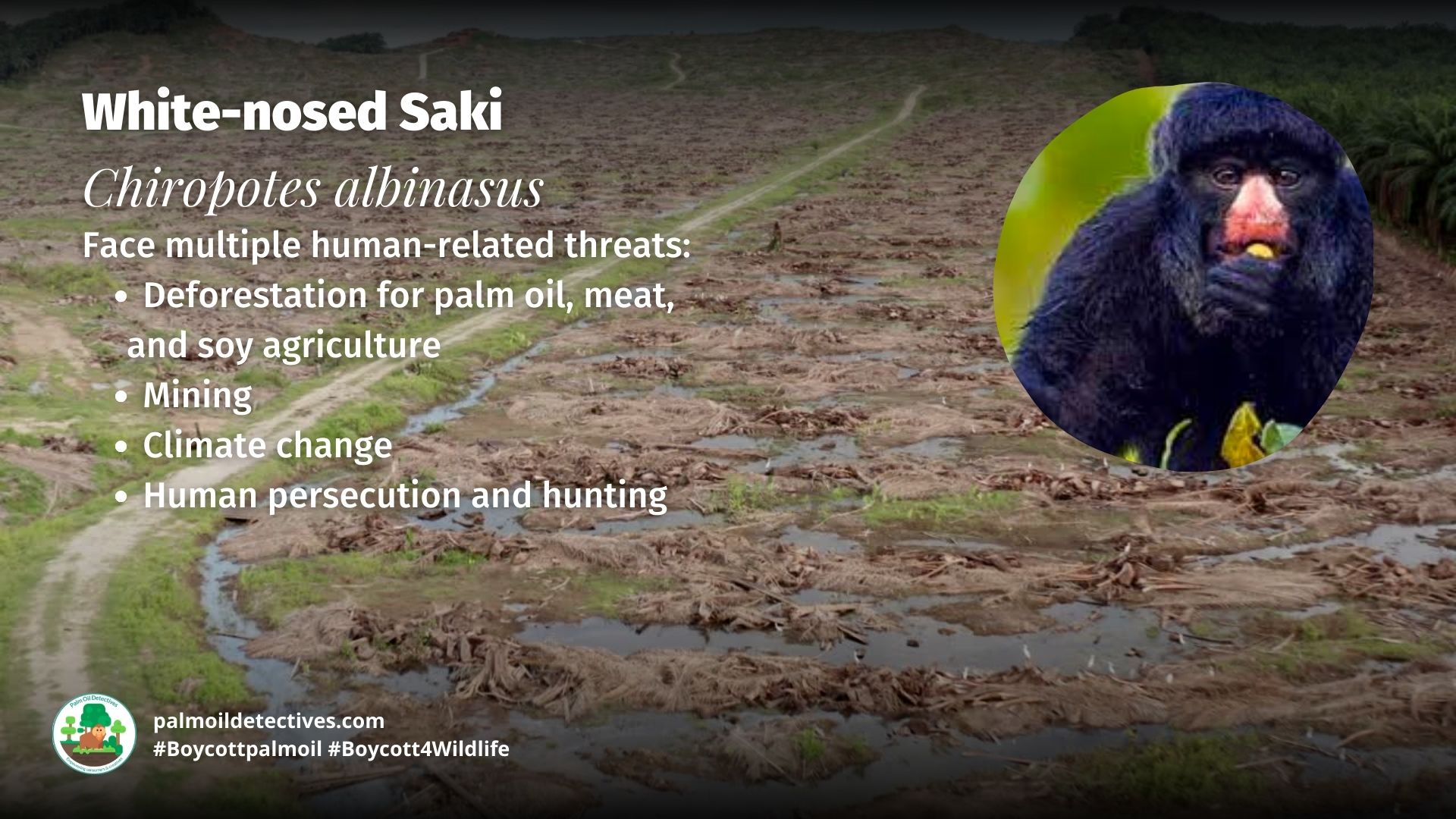 White-nosed Saki Chiropotes albinasus